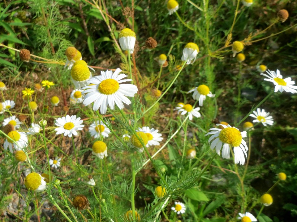 Geruchlose Kamille (Tripleurospermum inodorum) auf einer Ruderalfläche in Hockenheim-Talhaus