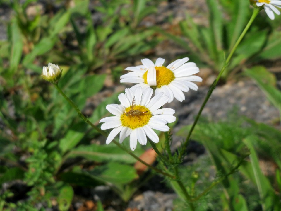 Geruchlose Kamille (Tripleurospermum inodorum) auf einer Ruderalfläche in Hockenheim-Talhaus