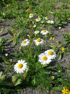 Geruchlose Kamille (Tripleurospermum inodorum) auf einer Ruderalfläche in Hockenheim-Talhaus