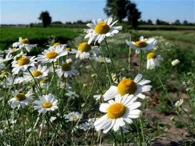 Geruchlose Kamille (Tripleurospermum inodorum) bei Reilingen