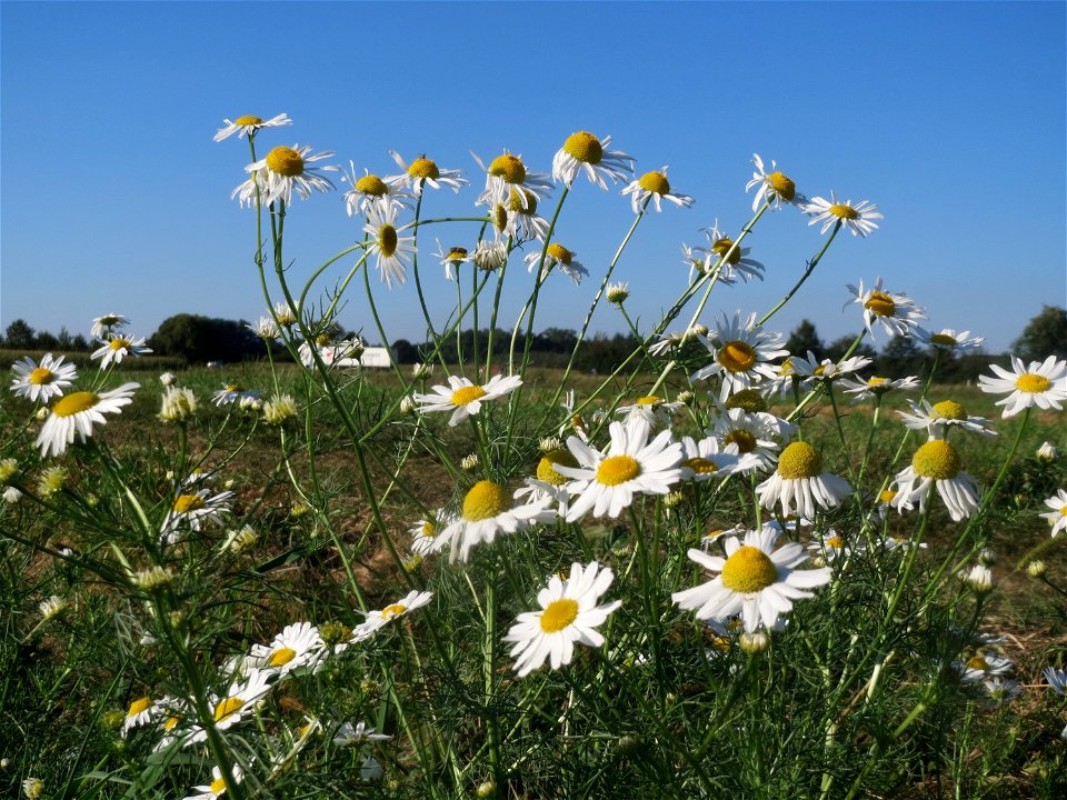 Geruchlose Kamille (Tripleurospermum inodorum) bei Reilingen