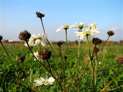 Geruchlose Kamille (Tripleurospermum inodorum) bei Reilingen