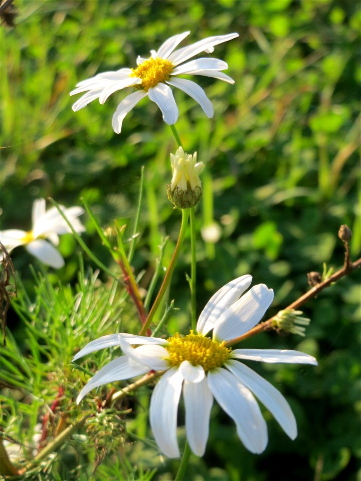 Geruchlose Kamille (Tripleurospermum inodorum) bei Reilingen