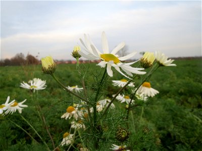 Typische Feldrandvegetation: Geruchlose Kamille (Tripleurospermum inodorum) bei Reilingen - Die ähnlich aussehende Echte Kamille (Matricaria recutita) ist selten geworden, was wir meist sehen ist dies