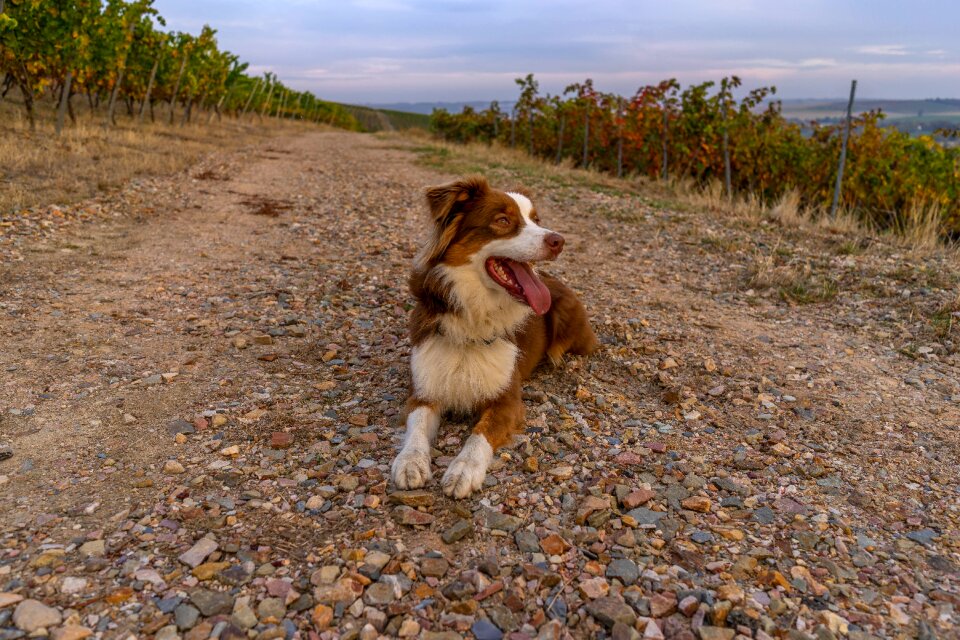 Purebred dog friendship summer