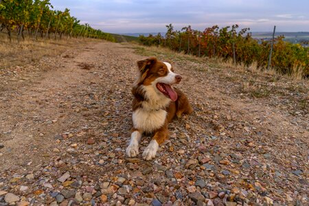 Purebred dog friendship summer photo