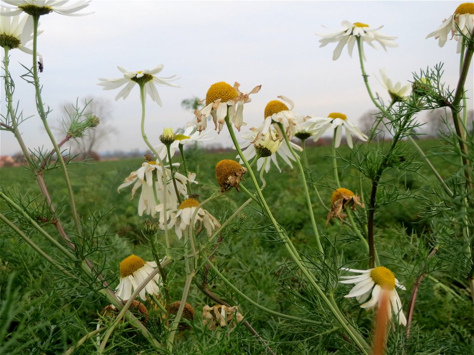 Typische Feldrandvegetation: Geruchlose Kamille (Tripleurospermum inodorum) bei Reilingen - Die ähnlich aussehende Echte Kamille (Matricaria recutita) ist selten geworden, was wir meist sehen ist dies