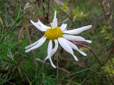Geruchlose Kamille (Tripleurospermum inodorum) auf einer Ruderalfläche am Messplatz in Hockenheim