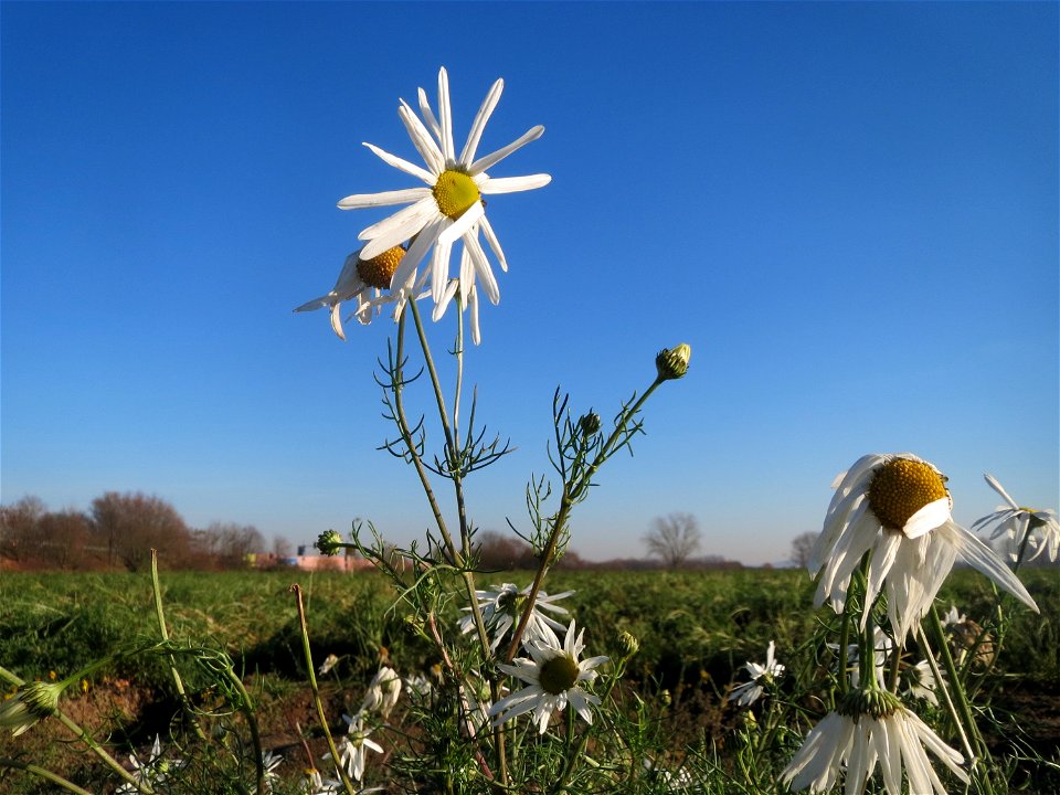 Typische Feldrandvegetation: Geruchlose Kamille (Tripleurospermum inodorum) bei Reilingen - Die ähnlich aussehende Echte Kamille (Matricaria recutita) ist selten geworden, was wir meist sehen ist dies