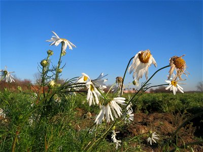 Typische Feldrandvegetation: Geruchlose Kamille (Tripleurospermum inodorum) bei Reilingen - Die ähnlich aussehende Echte Kamille (Matricaria recutita) ist selten geworden, was wir meist sehen ist dies