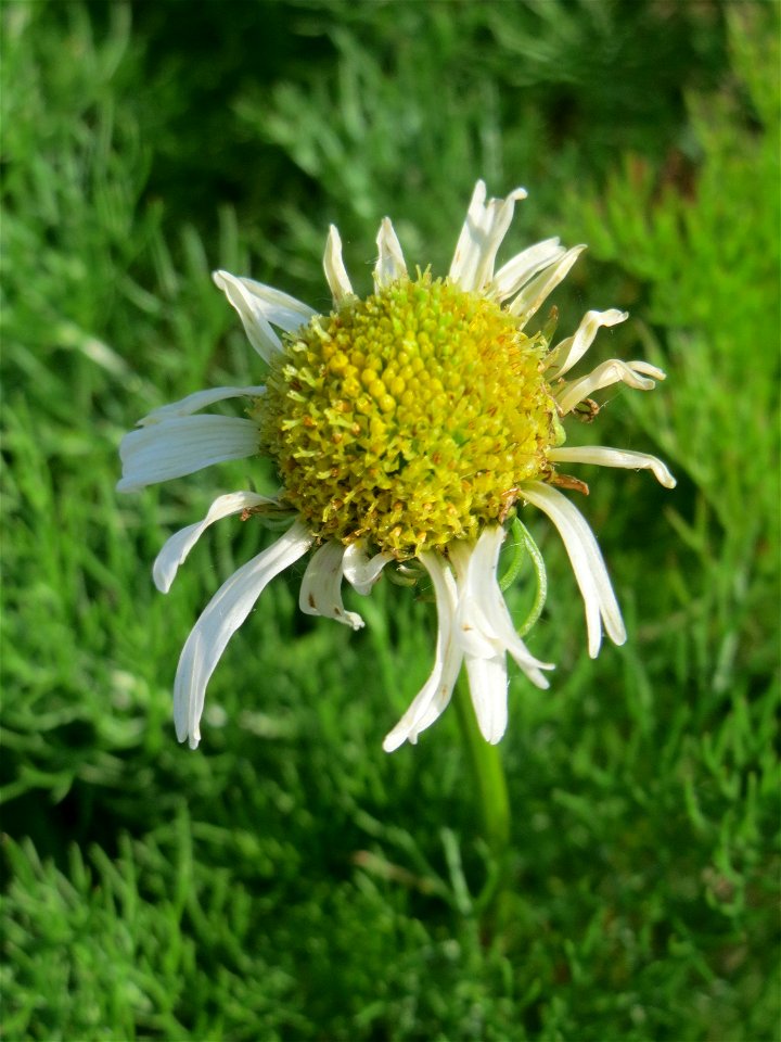 Geruchlose Kamille (Tripleurospermum inodorum) auf einer Brachfläche am Messplatz in Hockenheim