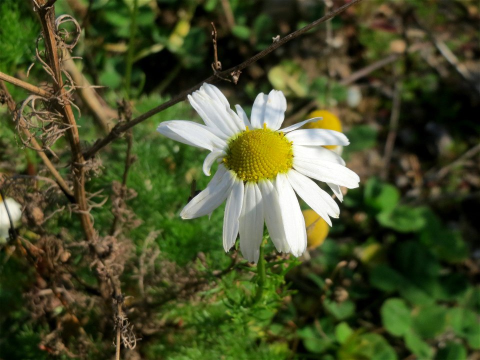 Geruchlose Kamille (Tripleurospermum inodorum) auf einer Brachfläche am Messplatz in Hockenheim - diese Art ist im Gegensatz zur Echten Kamille häufig an Ackerrändern und Brachflächen