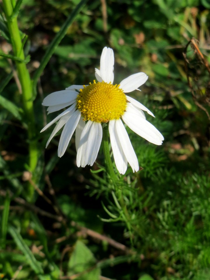 Geruchlose Kamille (Tripleurospermum inodorum) auf einer Brachfläche am Messplatz in Hockenheim - diese Art ist im Gegensatz zur Echten Kamille häufig an Ackerrändern und Brachflächen