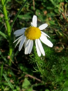 Geruchlose Kamille (Tripleurospermum inodorum) auf einer Brachfläche am Messplatz in Hockenheim - diese Art ist im Gegensatz zur Echten Kamille häufig an Ackerrändern und Brachflächen