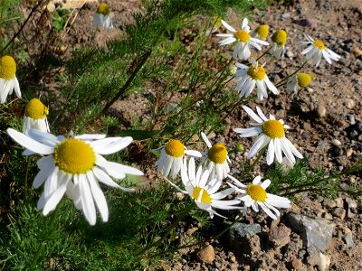 Geruchlose Kamille (Tripleurospermum inodorum) auf einer Brachfläche am Messplatz in Hockenheim - diese Art ist im Gegensatz zur Echten Kamille häufig an Ackerrändern und Brachflächen