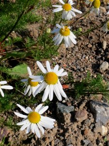 Geruchlose Kamille (Tripleurospermum inodorum) auf einer Brachfläche am Messplatz in Hockenheim - diese Art ist im Gegensatz zur Echten Kamille häufig an Ackerrändern und Brachflächen