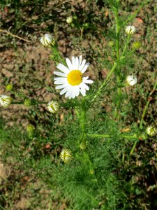 Geruchlose oder Falsche Kamille (Tripleurospermum inodorum) auf einer Brachfläche zum Schutz der Haubenlerche beim Dänischen Lager bei Hockenheim