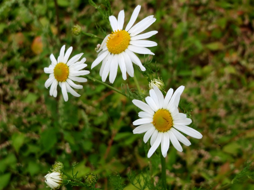 Geruchlose oder Falsche Kamille (Tripleurospermum inodorum) auf einer Brachfläche zum Schutz der Haubenlerche beim Dänischen Lager bei Hockenheim