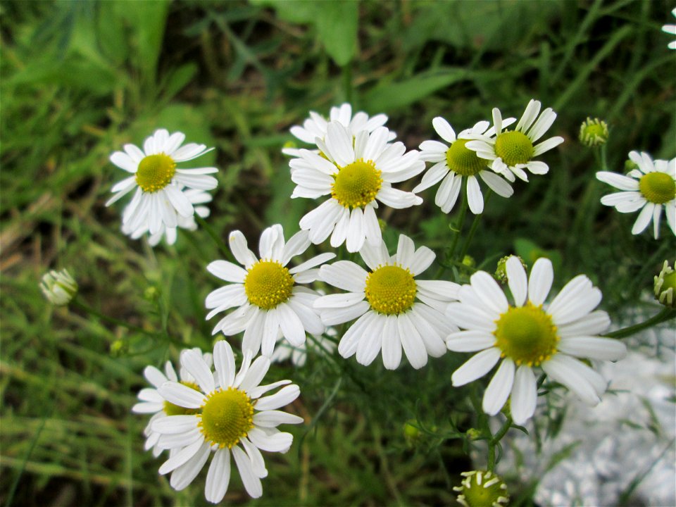 Geruchlose Kamille (Tripleurospermum inodorum) am Bahnhof Landstuhl