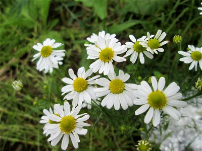 Geruchlose Kamille (Tripleurospermum inodorum) am Bahnhof Landstuhl