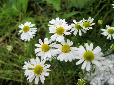 Geruchlose Kamille (Tripleurospermum inodorum) am Bahnhof Landstuhl photo