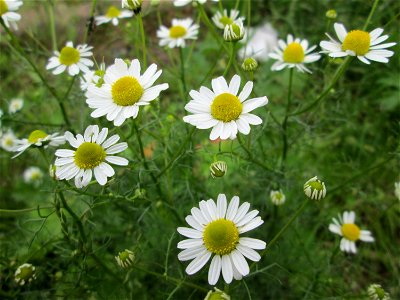 Geruchlose Kamille (Tripleurospermum inodorum) am Bahnhof Landstuhl