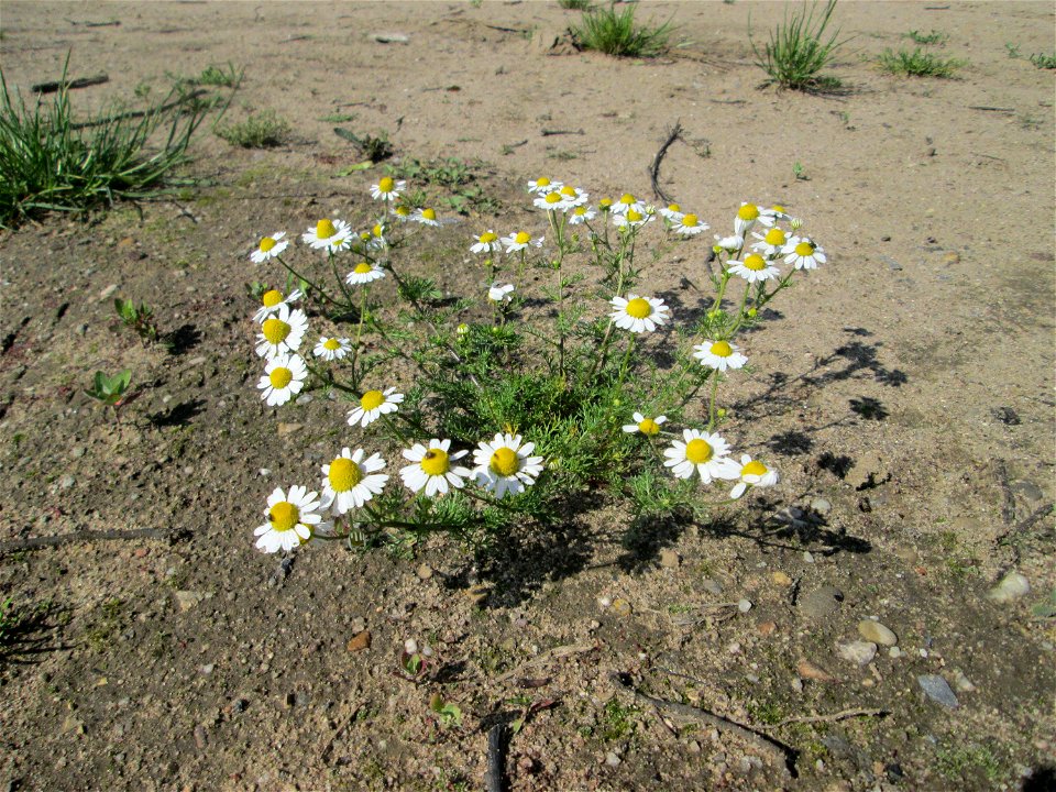 Geruchlose Kamille (Tripleurospermum inodorum) auf einem Sandplatz in Hockenheim