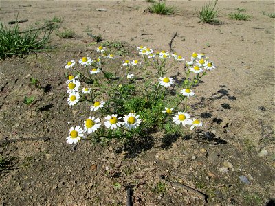 Geruchlose Kamille (Tripleurospermum inodorum) auf einem Sandplatz in Hockenheim