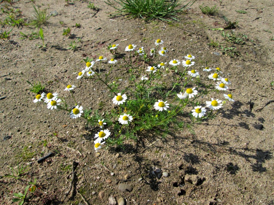 Geruchlose Kamille (Tripleurospermum inodorum) auf einem Sandplatz in Hockenheim