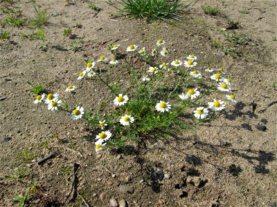 Geruchlose Kamille (Tripleurospermum inodorum) auf einem Sandplatz in Hockenheim