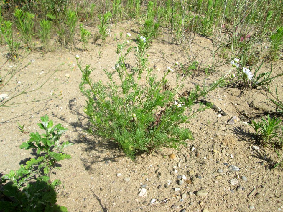 Geruchlose oder Falsche Kamille (Tripleurospermum inodorum) auf einem Sandplatz in Hockenheim