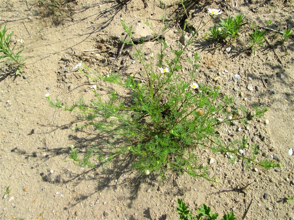Geruchlose oder Falsche Kamille (Tripleurospermum inodorum) auf einem Sandplatz in Hockenheim