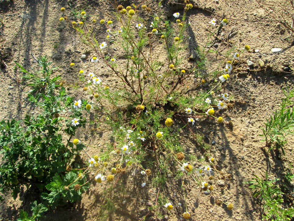 Geruchlose oder Falsche Kamille (Tripleurospermum inodorum) auf einem Sandplatz in Hockenheim