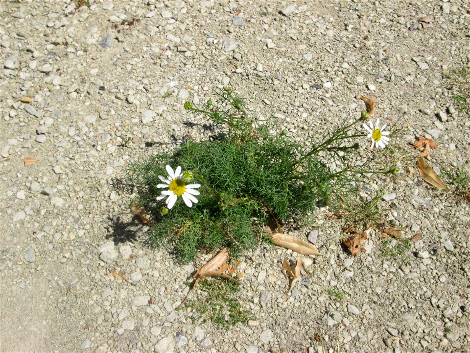 Geruchlose oder Falsche Kamille (Tripleurospermum inodorum) in Saarbrücken