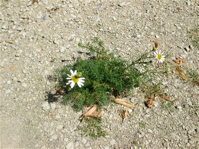 Geruchlose oder Falsche Kamille (Tripleurospermum inodorum) in Saarbrücken