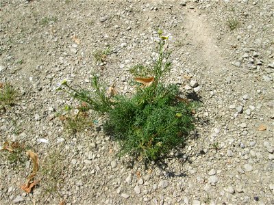 Geruchlose oder Falsche Kamille (Tripleurospermum inodorum) in Saarbrücken