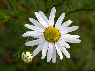 Bekvapio šunramununio (Trpleurospermum perforatum) žiedas Foto: Algirdas, 2005 m. lapkričio 5 d. photo