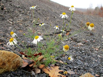 Geruchlose oder Falsche Kamille (Tripleurospermum inodorum) auf der Bergehalde Göttelborn