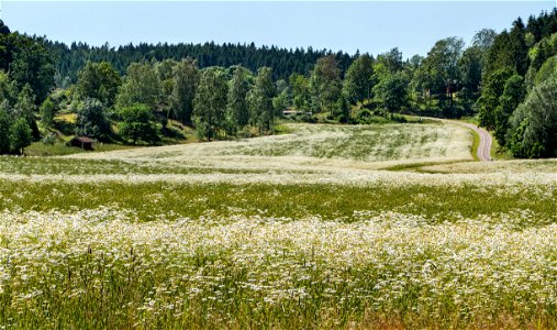 A wheat field infested by scentless mayweed (Tripleurospermum inodorum) on Röe gård in Röe, Lysekil Municipality, Sweden. The image is focus stacked from four photos. photo