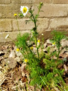 scentless mayweed flowers, stem and leaves against brick wall