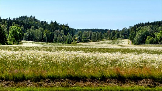 A wheat field infested by scentless mayweed (Tripleurospermum inodorum) on Röe gård in Röe, Lysekil Municipality, Sweden. photo