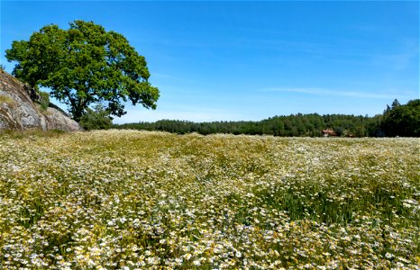Tree and a wheat (Triticum) field infested by scentless mayweed (Tripleurospermum inodorum)  on Röe gård in Röe, Lysekil Municipality, Sweden.