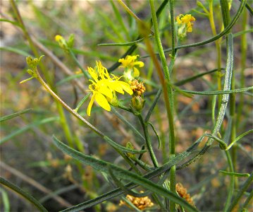 Gutierrezia sarothrae on Cowles Mountain, Mission Trails Regional Park, San Diego, California, USA.