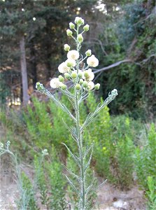 Conyza bonariensis - image taken on the slopes of Mount Carmel, Israel.
Synonyms:

Conyza bonariensis (L.) Cronquist
Erigeron crispus Pourr.