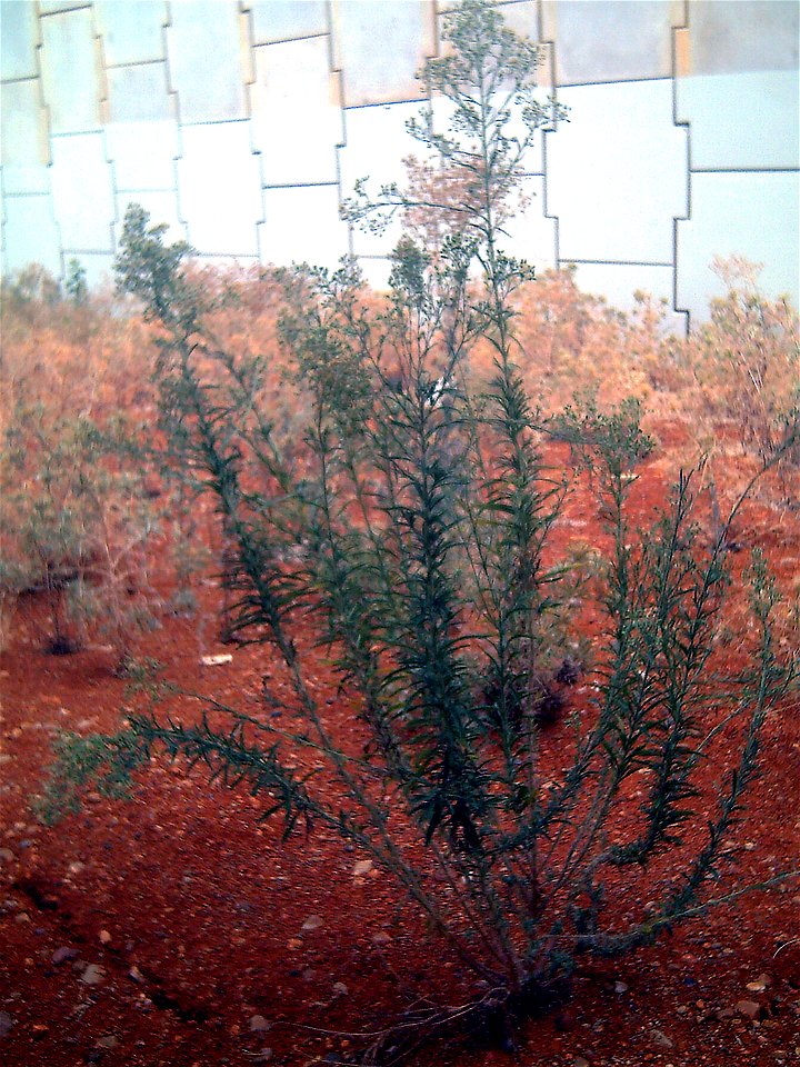 Conyza bonariensis habitus, Campo de Calatrava, Spain