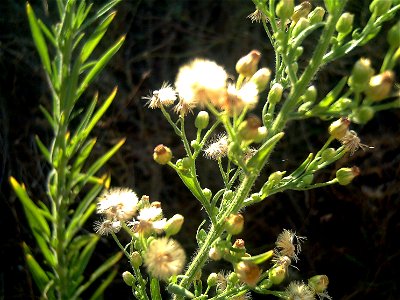 Conyza bonariensis flower and fruits, Torrelamata, Torrevieja, Alicante, Spain
