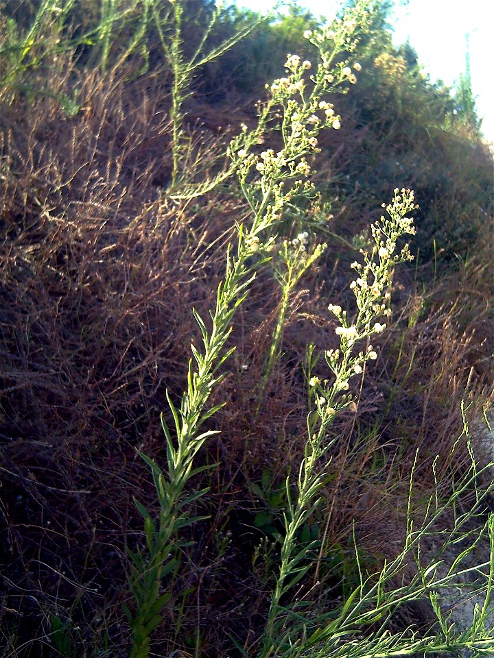 Conyza bonariensis plant, Torrelamata, Torrevieja, Alicante, Spain