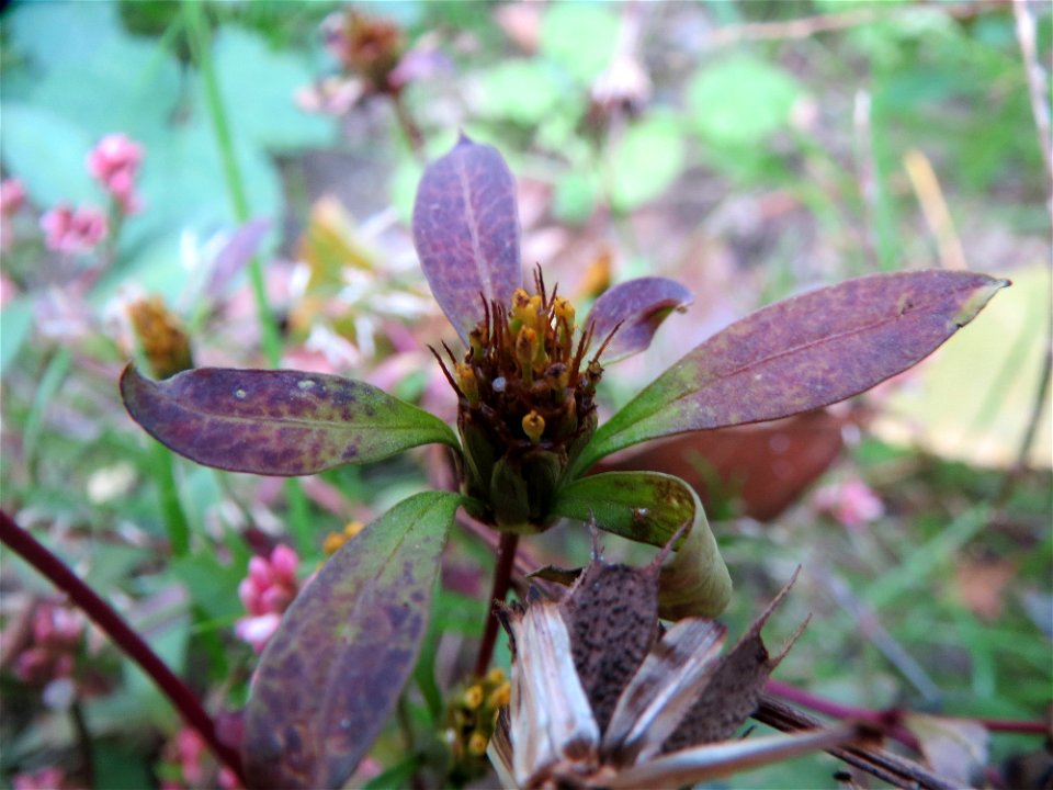 Dreiteiliger Zweizahn (Bidens tripartita) in Speyer
