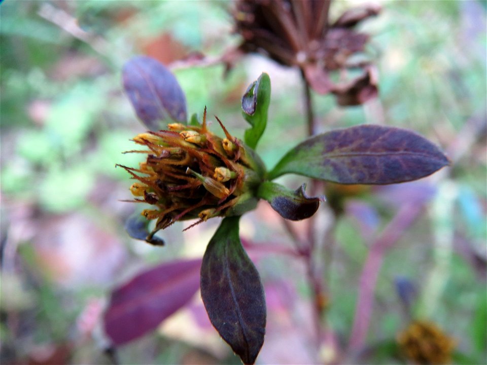 Dreiteiliger Zweizahn (Bidens tripartita) in Speyer
