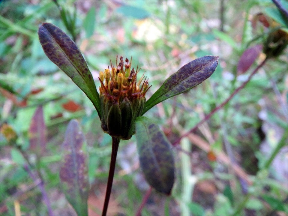 Dreiteiliger Zweizahn (Bidens tripartita) in Speyer